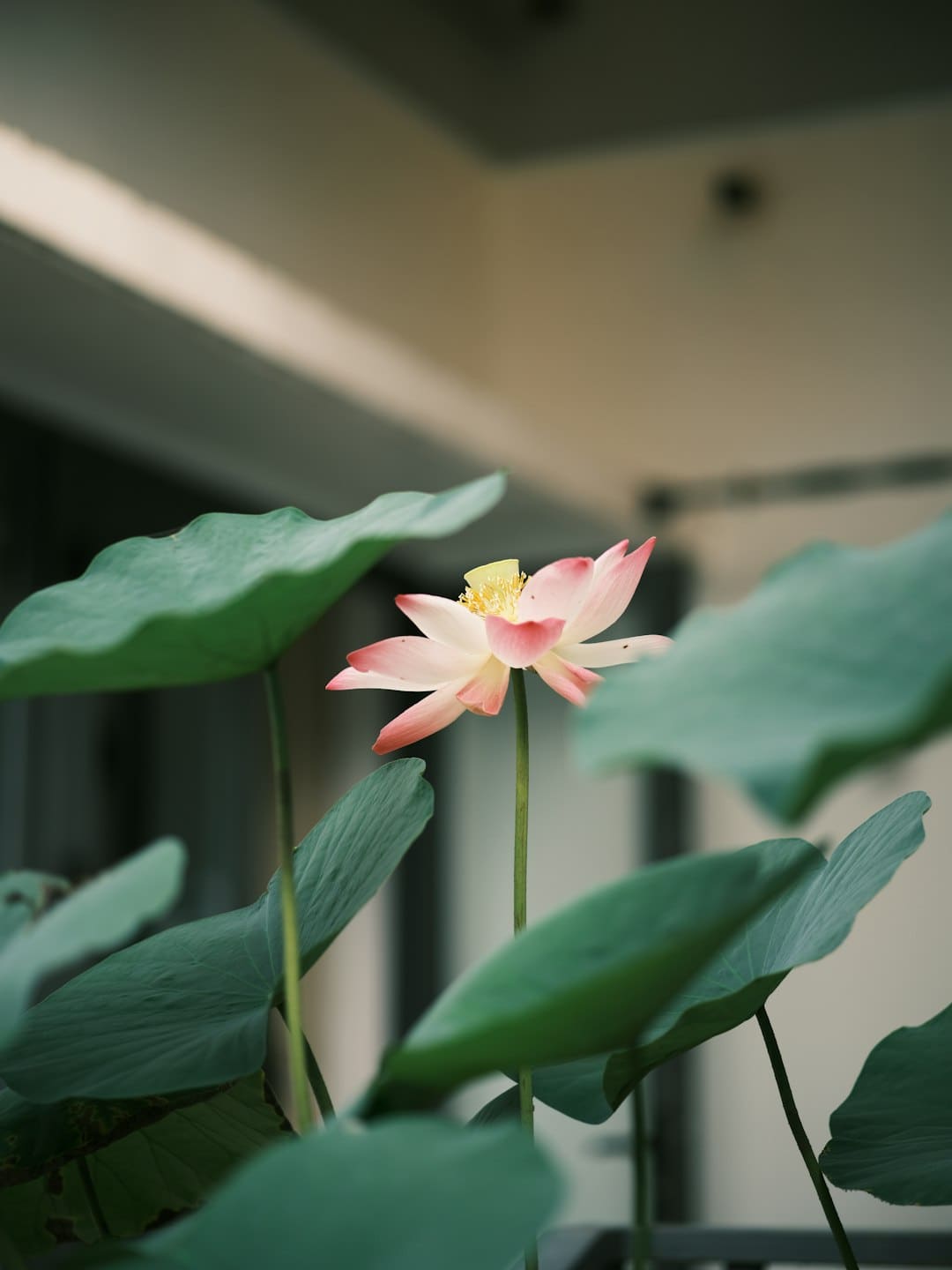 8月车企销量出炉 新势力坐次生变